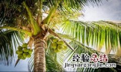 椰子什么时候可以摘 椰子什么时候可以摘果