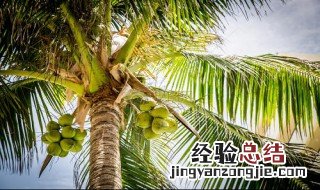 椰子什么时候可以摘 椰子什么时候可以摘果