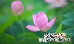 水芙蓉有毒吗乌龟可以吃吗 水芙蓉有毒吗