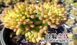 春萌容易缀化吗 春萌容易缀化吗?