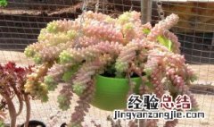 新玉缀夏天怎么养护 新玉缀怎么养护