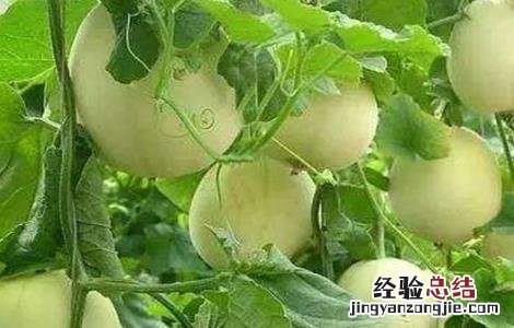 甜瓜怎么施肥效果好 甜瓜怎么施肥