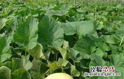 甜瓜怎么施肥效果好 甜瓜怎么施肥