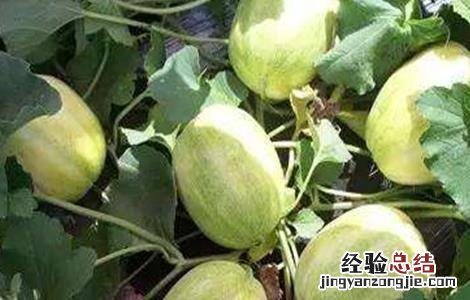 甜瓜怎么施肥效果好 甜瓜怎么施肥