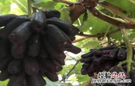 蓝宝石葡萄怎么种 蓝宝石葡萄怎么种植可以结果