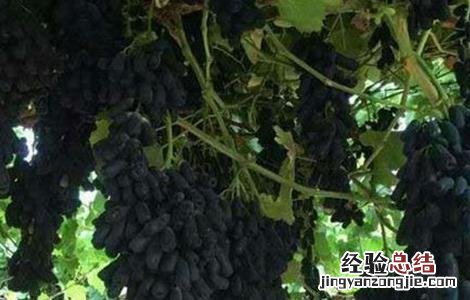 蓝宝石葡萄怎么种 蓝宝石葡萄怎么种植可以结果