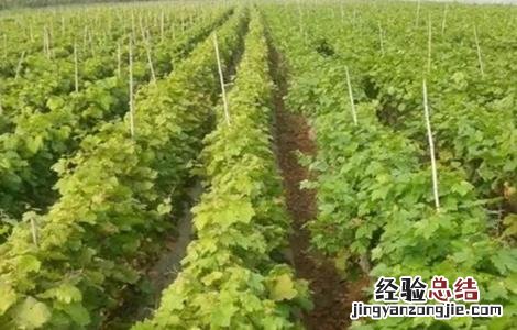 蓝宝石葡萄怎么种 蓝宝石葡萄怎么种植可以结果