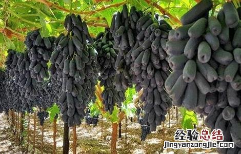 蓝宝石葡萄怎么种 蓝宝石葡萄怎么种植可以结果