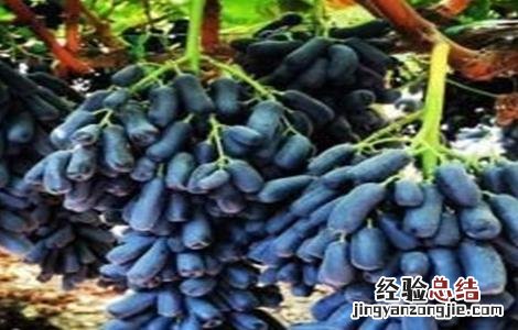 蓝宝石葡萄怎么种 蓝宝石葡萄怎么种植可以结果