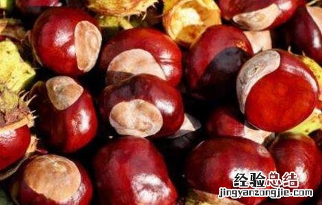 锥栗如何种植 锥栗的种植方法