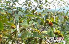 锥栗如何种植 锥栗的种植方法