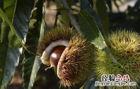 锥栗如何种植 锥栗的种植方法