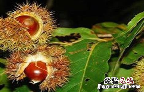 锥栗如何种植 锥栗的种植方法