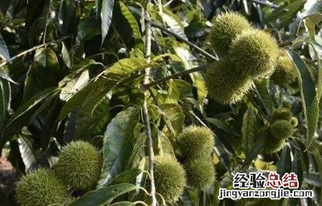 锥栗如何种植 锥栗的种植方法