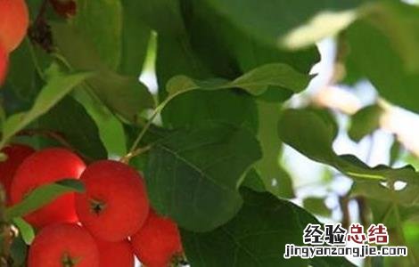 沙果树种植方法 沙果的种植方法