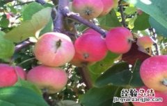 沙果树种植方法 沙果的种植方法