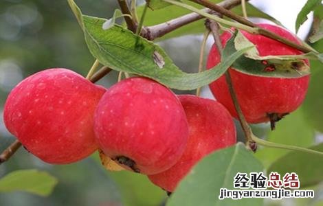 沙果树种植方法 沙果的种植方法