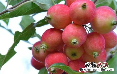 沙果树种植方法 沙果的种植方法