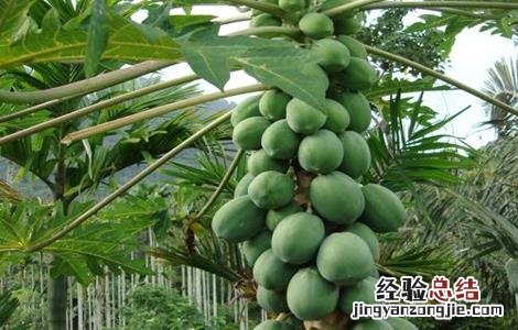 番木瓜如何种植 番木瓜的种植方法