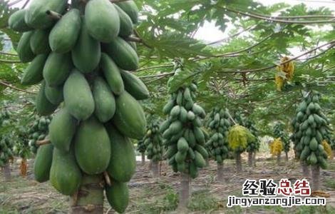 番木瓜如何种植 番木瓜的种植方法