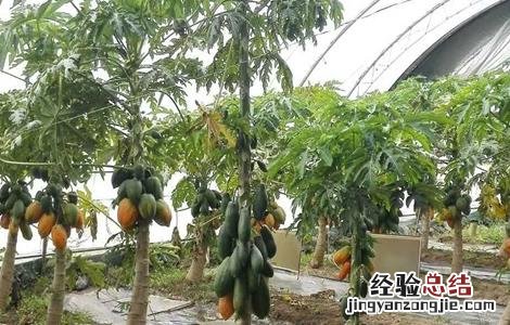 番木瓜如何种植 番木瓜的种植方法