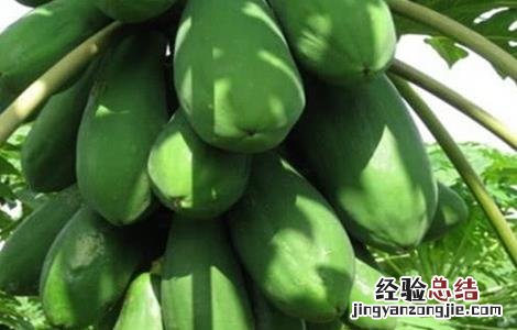 番木瓜如何种植 番木瓜的种植方法