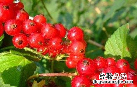红醋栗的种植技术 醋栗的种植技术