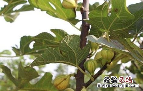 无花果的繁殖方法和过程 无花果的繁殖方法