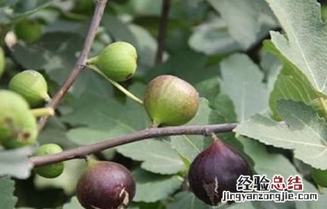无花果的繁殖方法和过程 无花果的繁殖方法