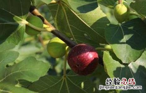 无花果的繁殖方法和过程 无花果的繁殖方法
