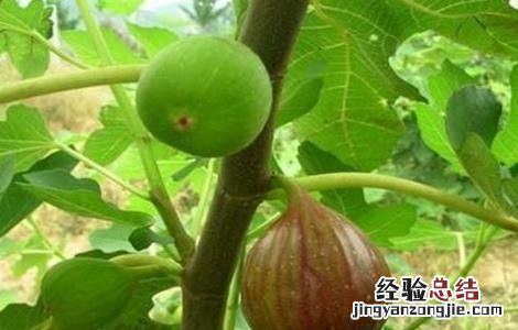无花果的繁殖方法和过程 无花果的繁殖方法