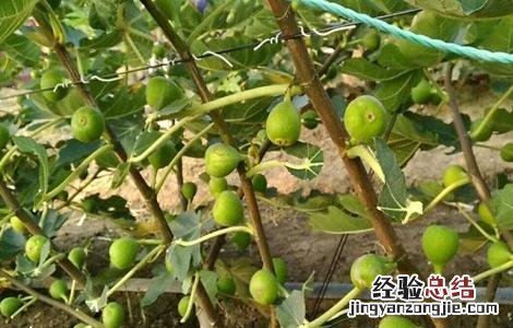 无花果对环境条件的要求 无花果对环境条件的要求是什么