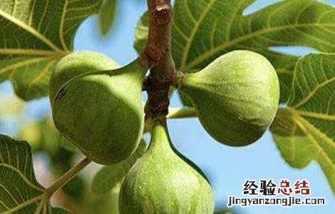 无花果对环境条件的要求 无花果对环境条件的要求是什么