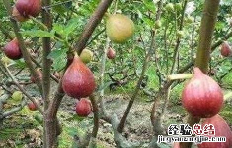 无花果对环境条件的要求 无花果对环境条件的要求是什么