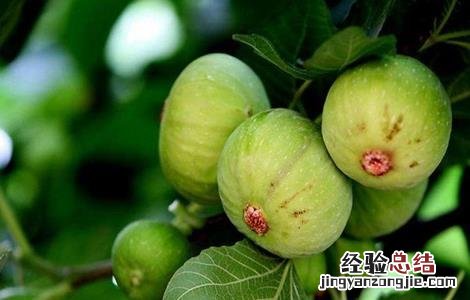 无花果栽培技术要点有哪些 无花果栽培技术要点
