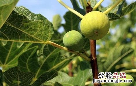 无花果栽培技术要点有哪些 无花果栽培技术要点