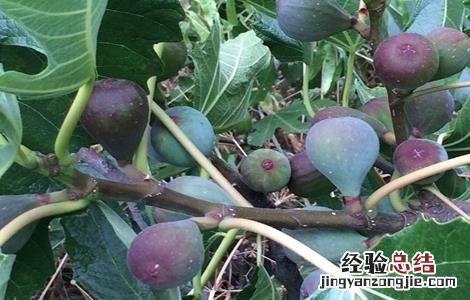 无花果栽培技术要点有哪些 无花果栽培技术要点