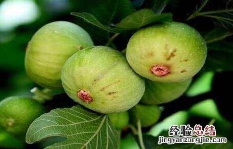 无花果栽培技术要点有哪些 无花果栽培技术要点