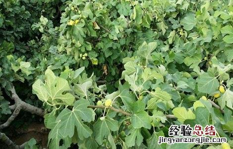 无花果栽培技术要点有哪些 无花果栽培技术要点