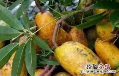 野木瓜的种植技术 野木瓜生长环境