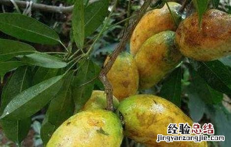 野木瓜的种植技术 野木瓜生长环境