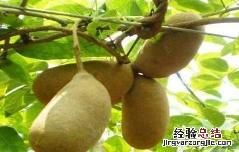 野木瓜的种植技术 野木瓜生长环境