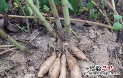 雪莲果的种植条件和方法 雪莲果的种植条件