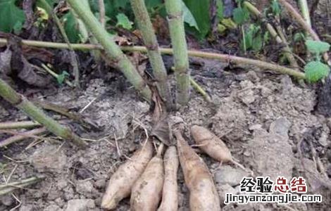 雪莲果的种植条件和方法 雪莲果的种植条件