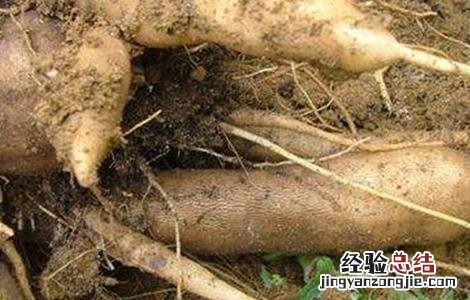 雪莲果的种植条件和方法 雪莲果的种植条件