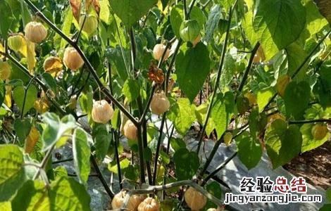 大棚菇娘种植技术要点 大棚菇娘种植技术