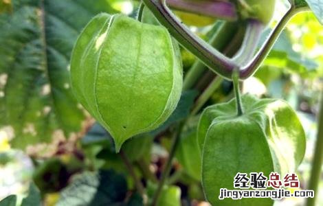 大棚菇娘种植技术要点 大棚菇娘种植技术