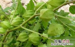 大棚菇娘种植技术要点 大棚菇娘种植技术
