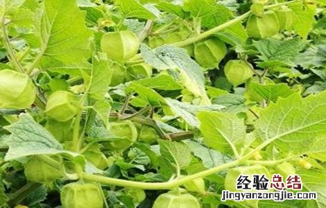 大棚菇娘种植技术要点 大棚菇娘种植技术