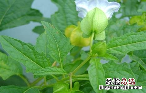 大棚菇娘种植技术要点 大棚菇娘种植技术